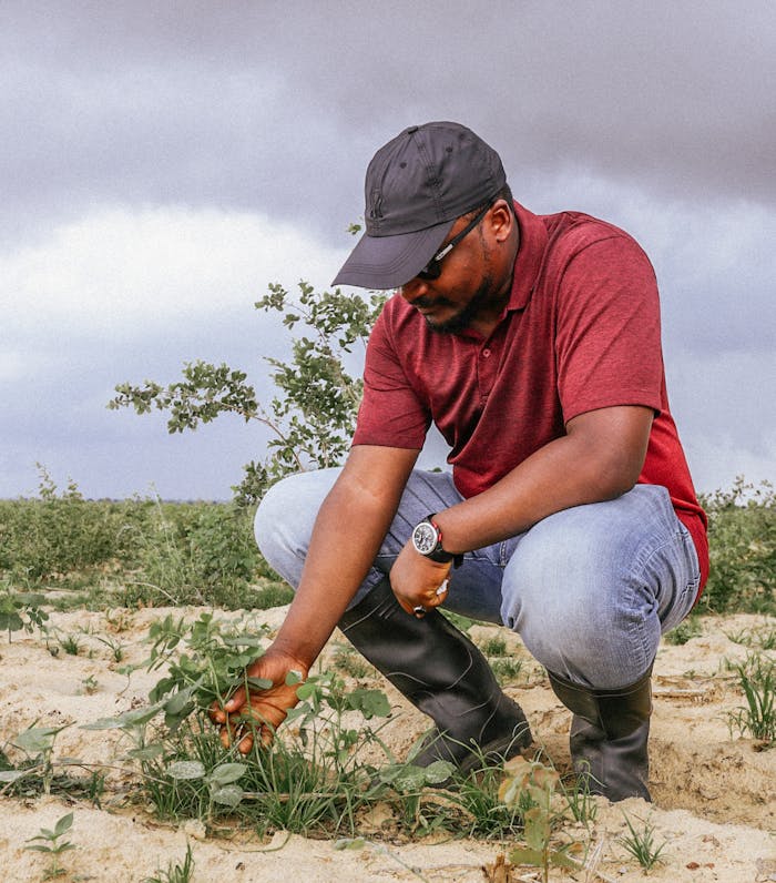 A man inspects crops in a Nigerian field, showcasing community agriculture.